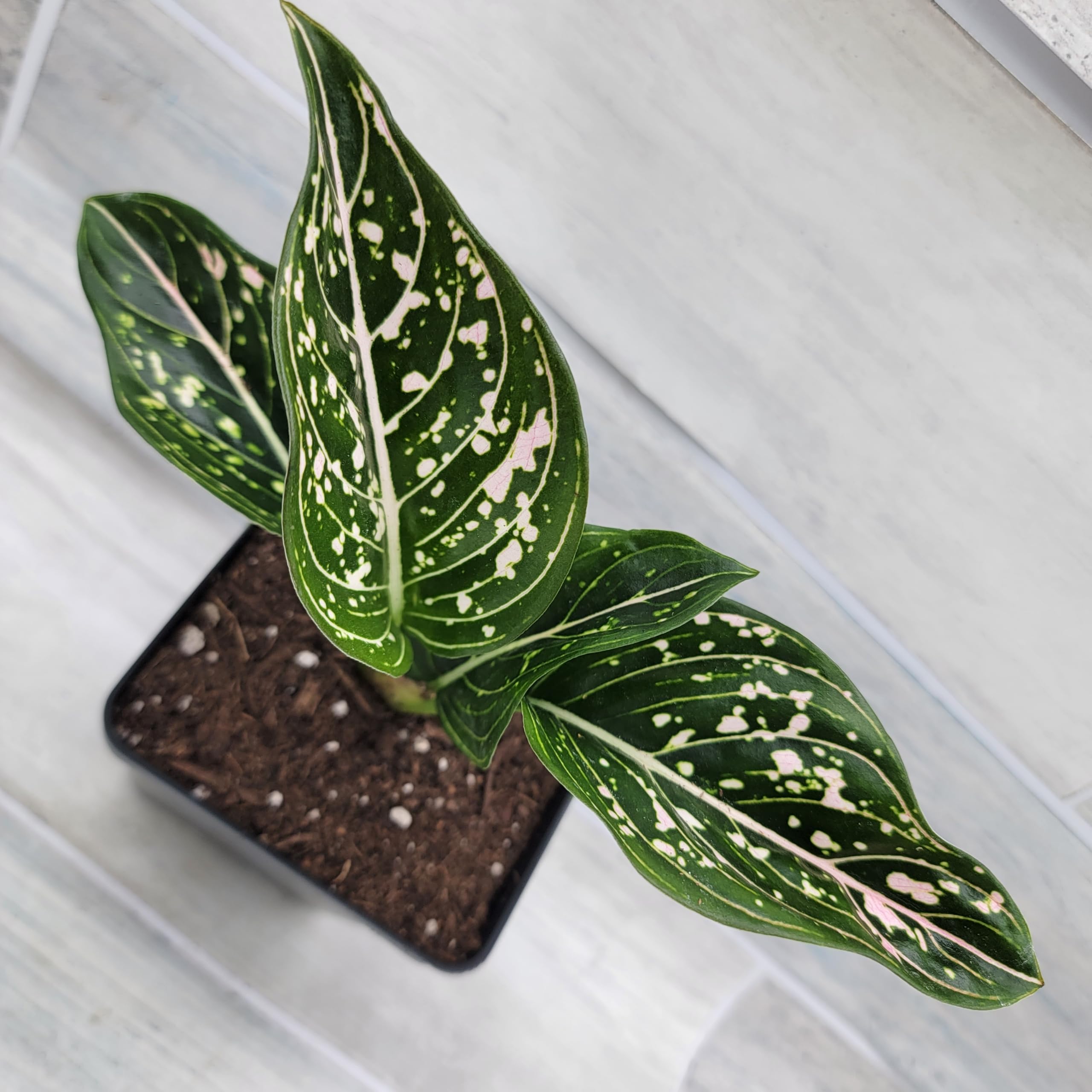 Amazon.com : Chinese Evergreen Plant - Aglaonema Siti Nurhaliza